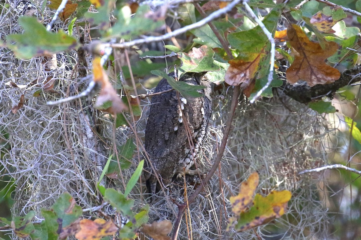 Eastern Screech-Owl - ML647184215