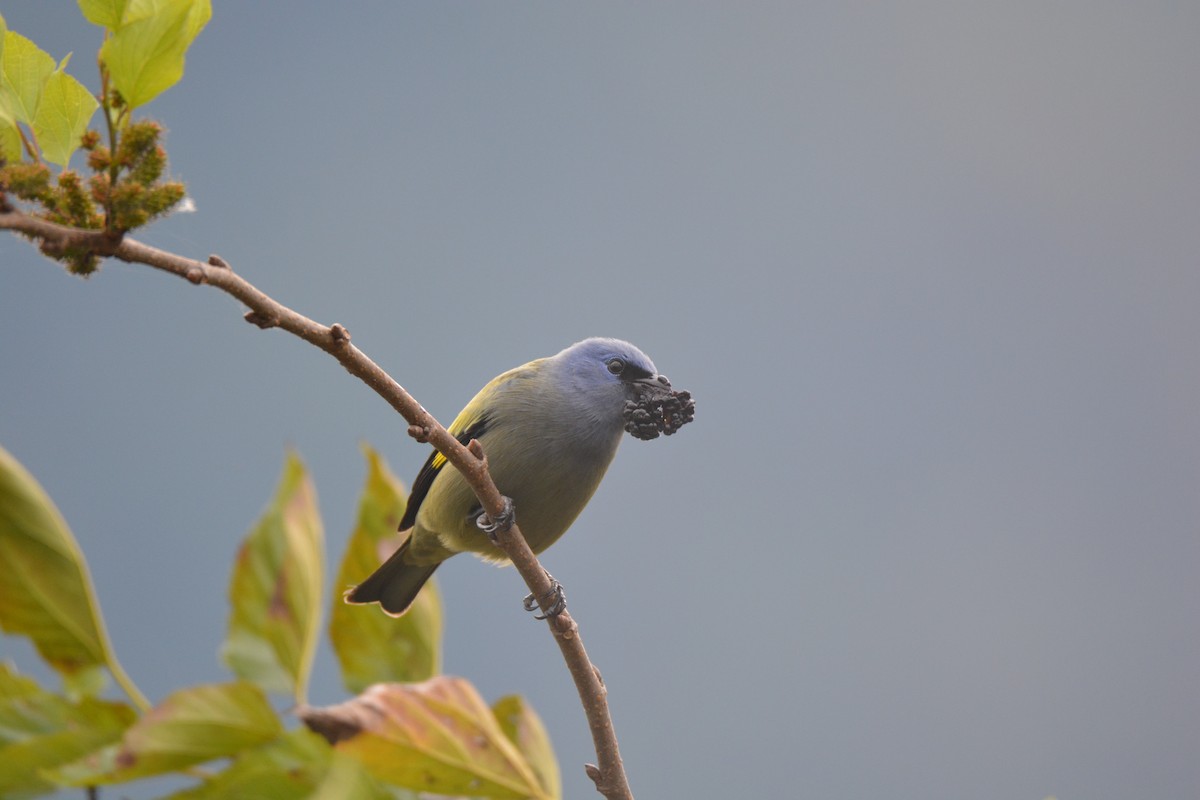 Yellow-winged Tanager - ML647184216