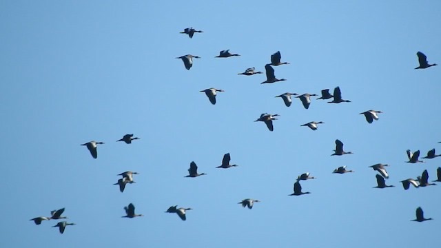 Black-bellied Whistling-Duck - ML647184218