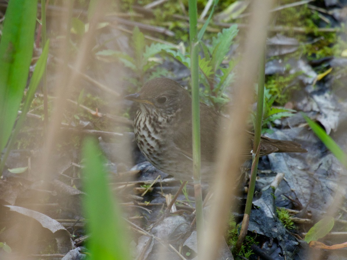 gråkinnskogtrost - ML647184224