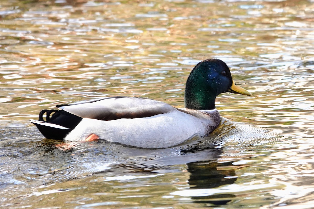 綠頭鴨 - ML647184242