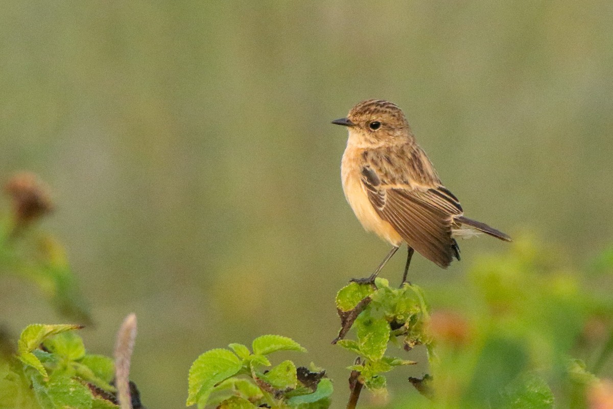 Siberian Stonechat - ML647184254
