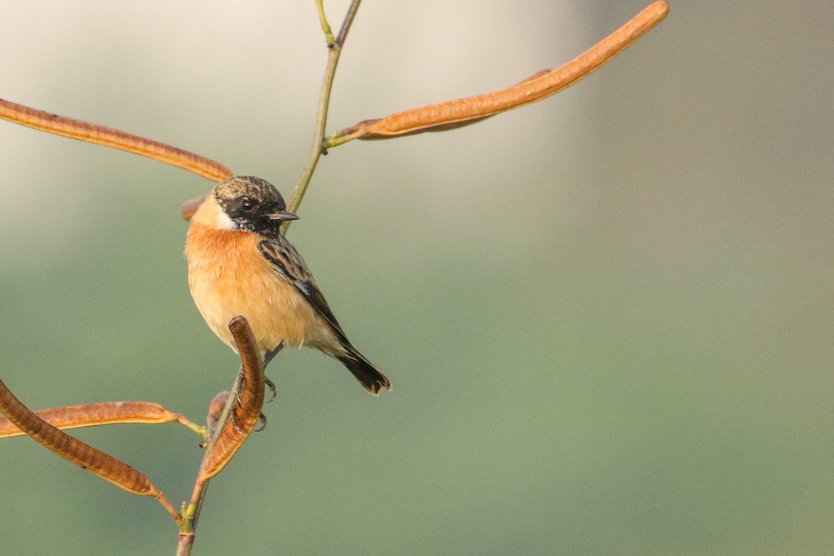 Siberian Stonechat - ML647184255