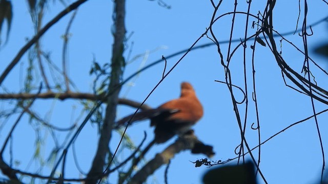 Mexican Squirrel-Cuckoo - ML647184270