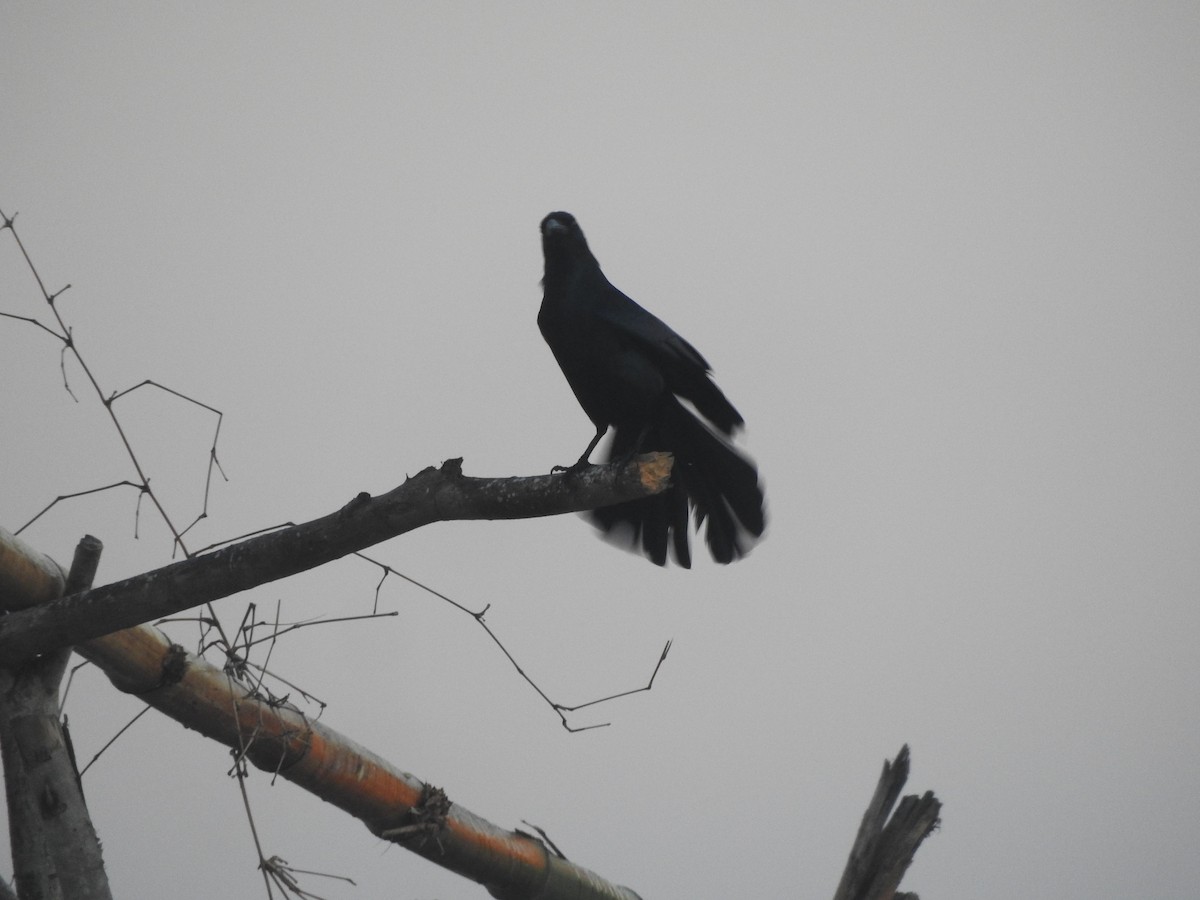 Great-tailed Grackle - ML647184279