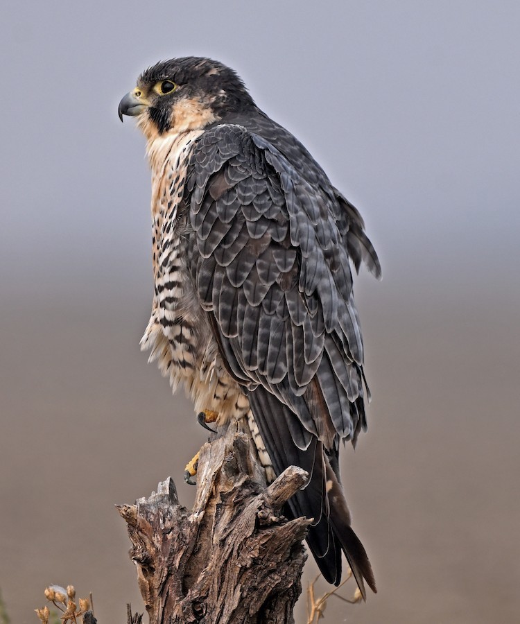 Peregrine Falcon - ML647184301