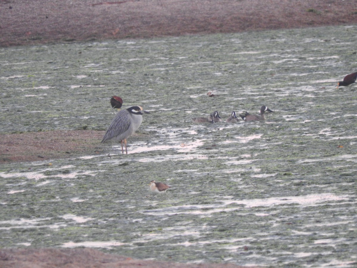 Yellow-crowned Night Heron - ML647184302