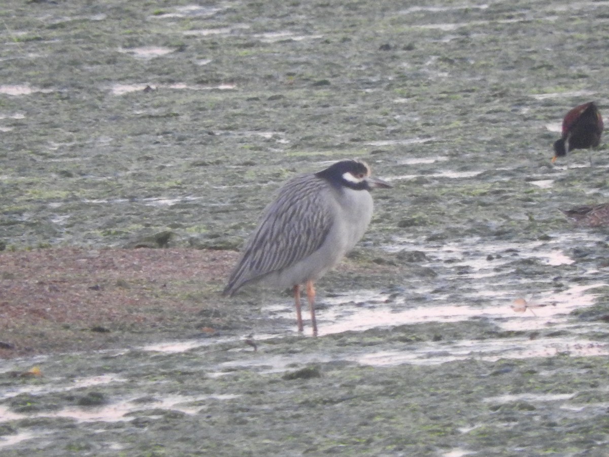 Yellow-crowned Night Heron - ML647184303