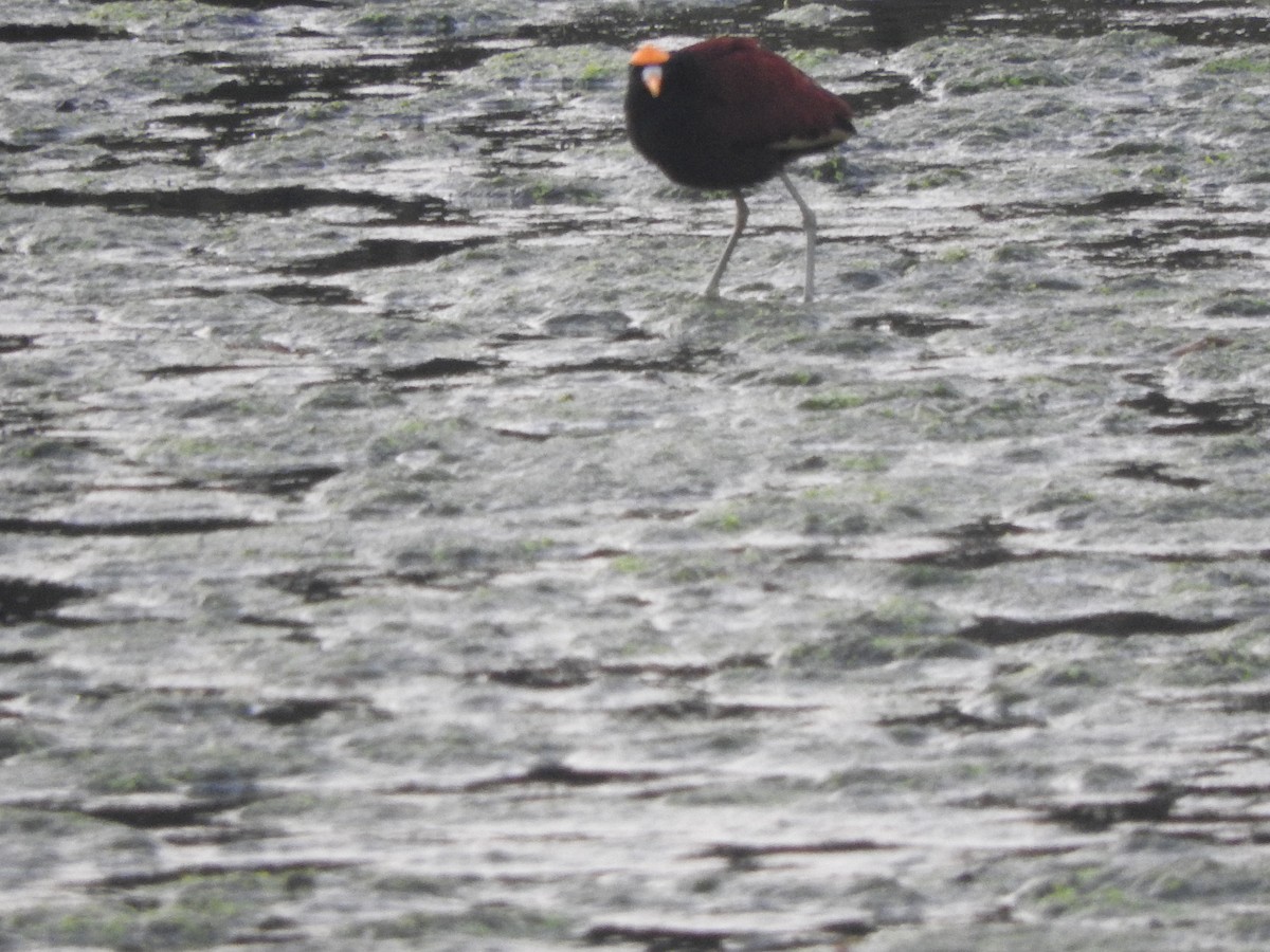 Northern Jacana - ML647184305