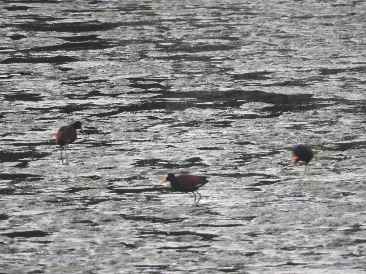 Northern Jacana - ML647184306