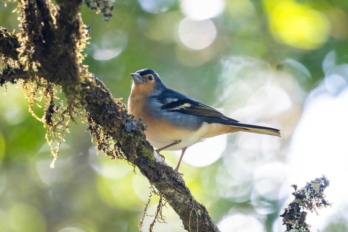 Canary Islands Chaffinch - ML647184317
