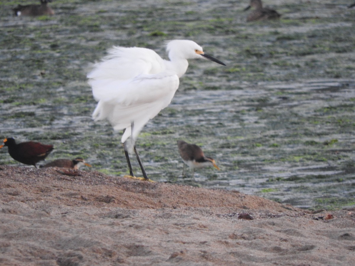 Snowy Egret - ML647184318