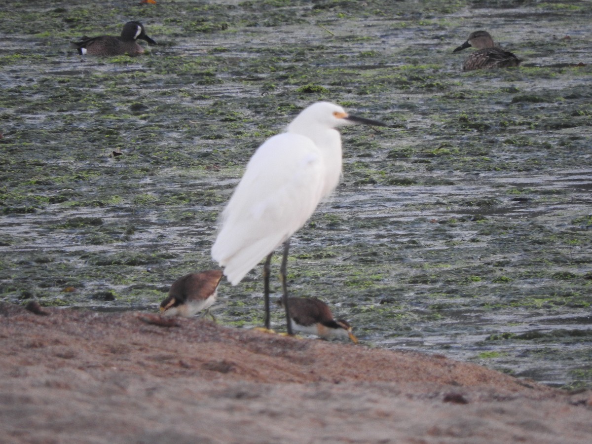 Snowy Egret - ML647184319