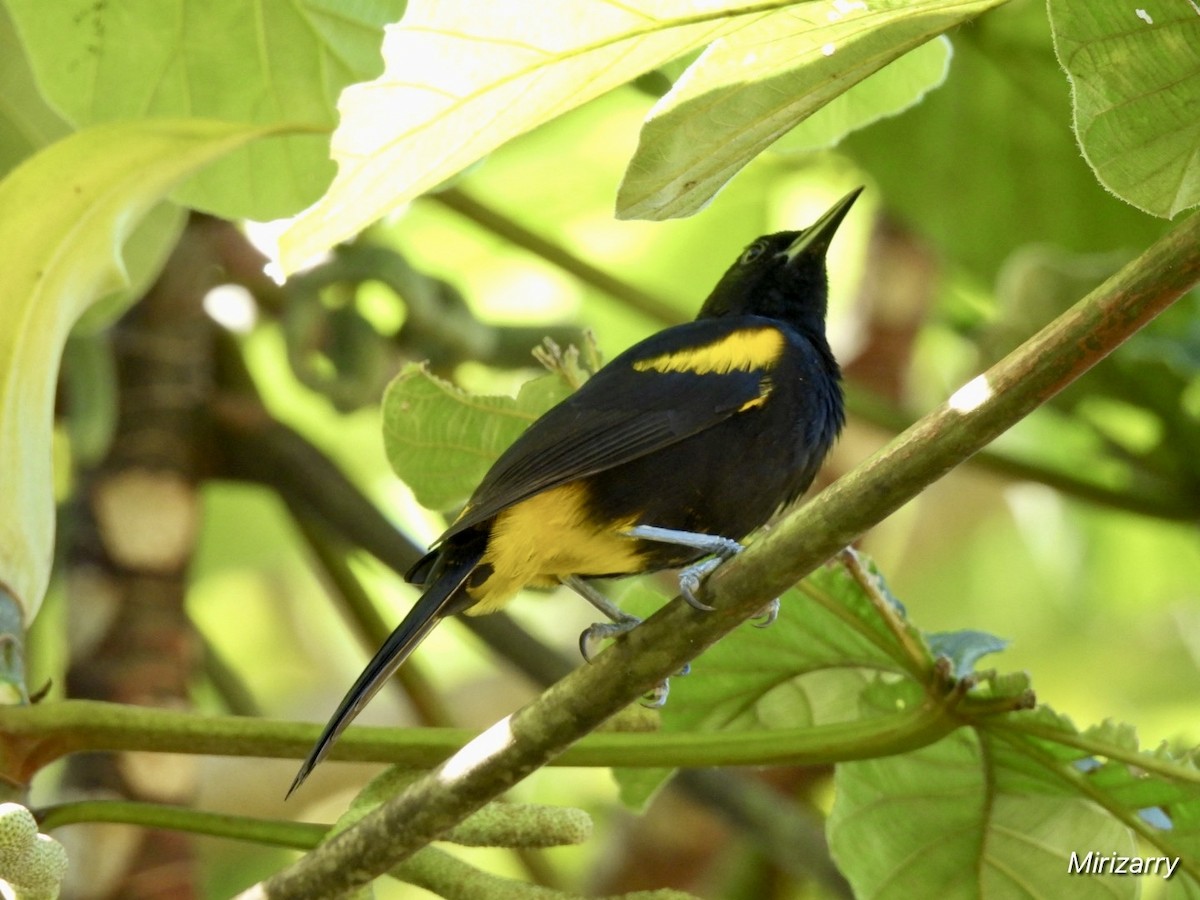 Puerto Rican Oriole - ML647184322