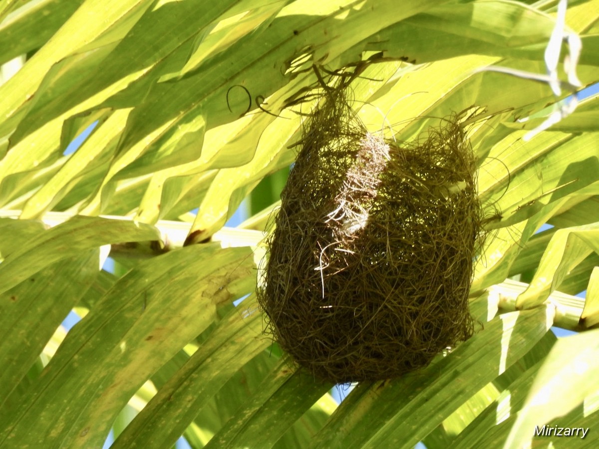 Puerto Rican Oriole - ML647184323