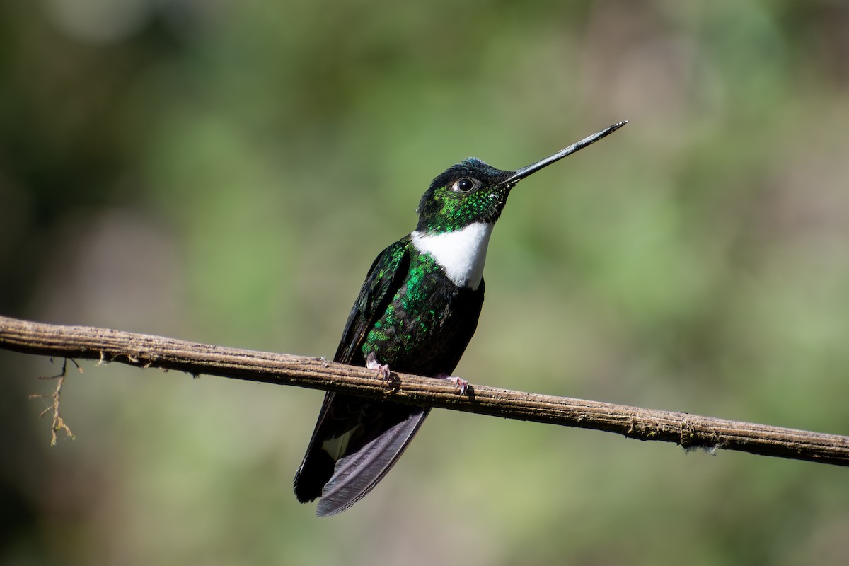 Collared Inca (Collared) - ML647184325