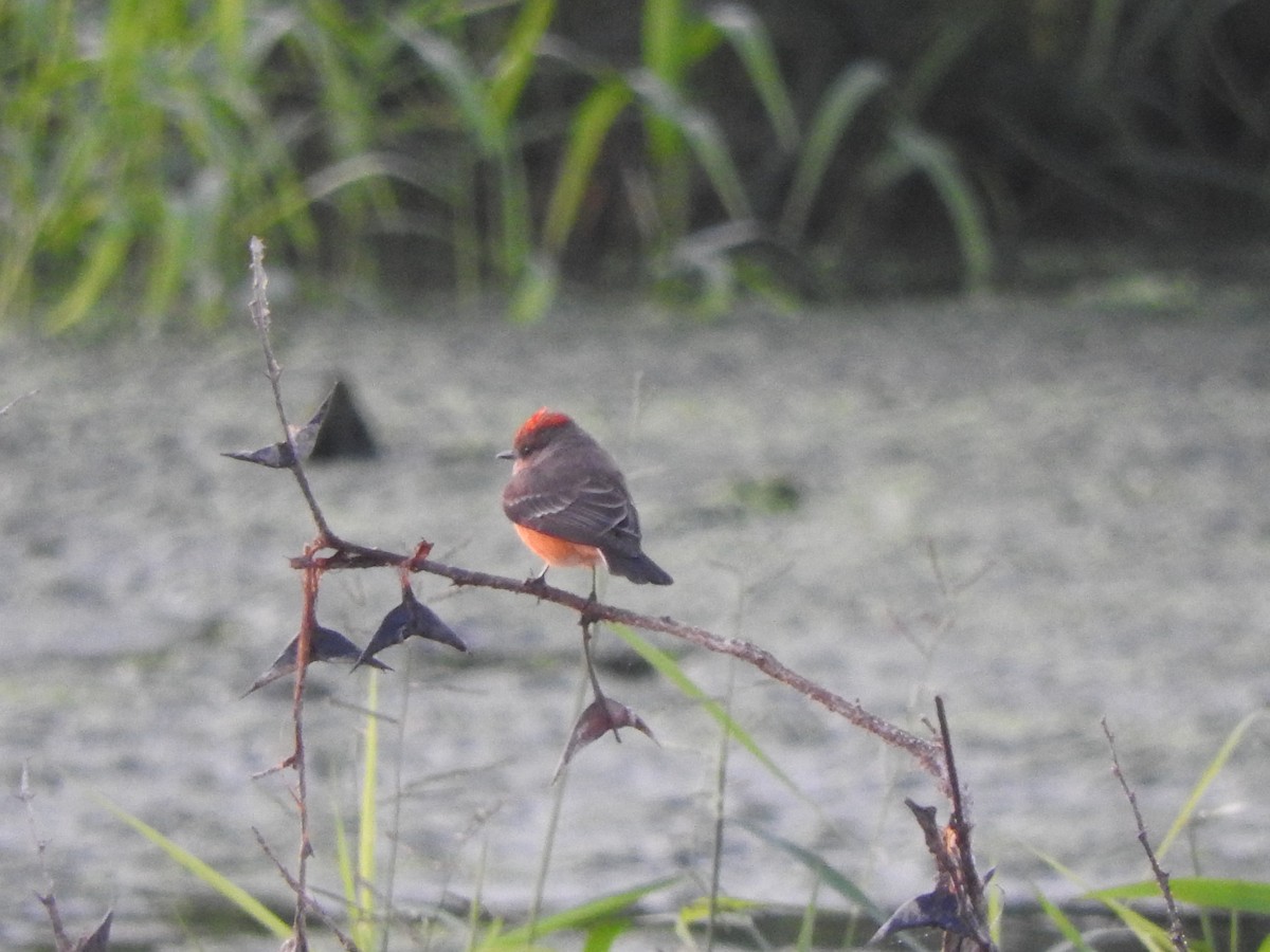 Vermilion Flycatcher - ML647184328
