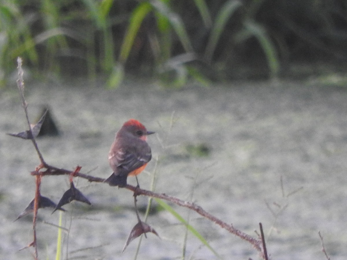 Vermilion Flycatcher - ML647184329