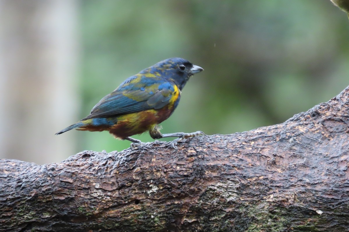 Chestnut-bellied Euphonia - ML647184332