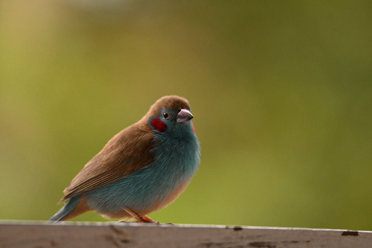 Red-cheeked Cordonbleu - ML647184333