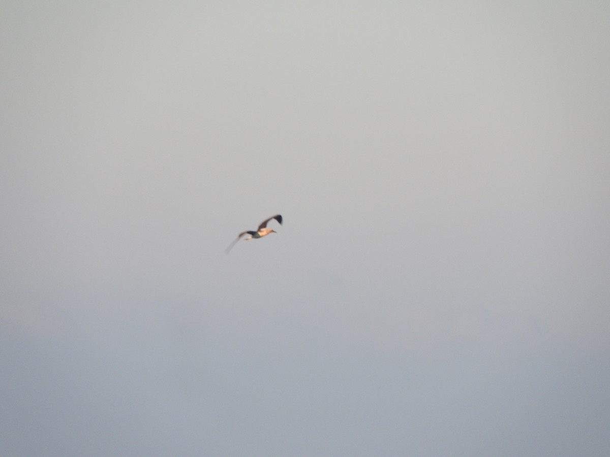 Blue-footed Booby - ML647184335