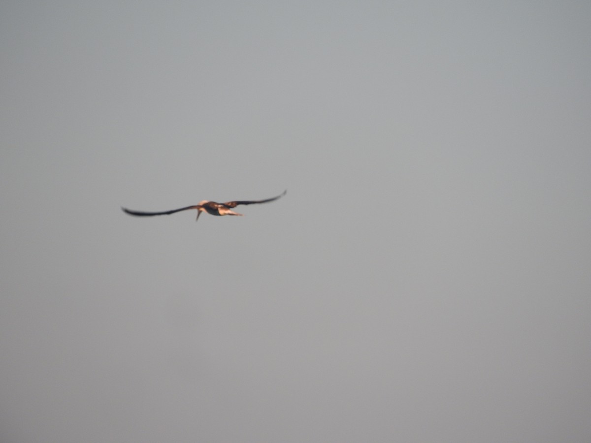 Blue-footed Booby - ML647184336