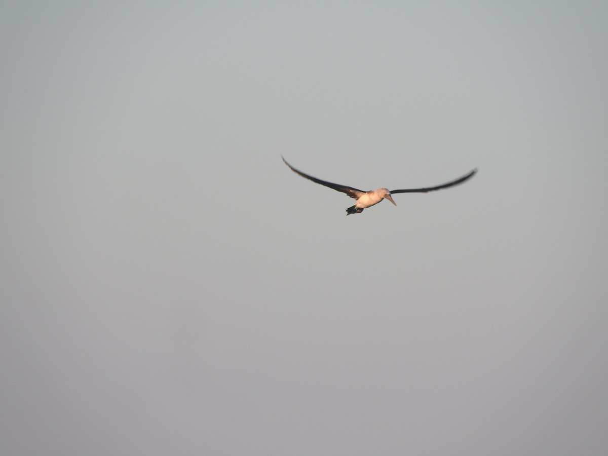 Blue-footed Booby - ML647184337