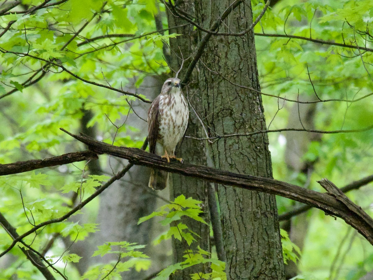 Канюк ширококрилий - ML647184342