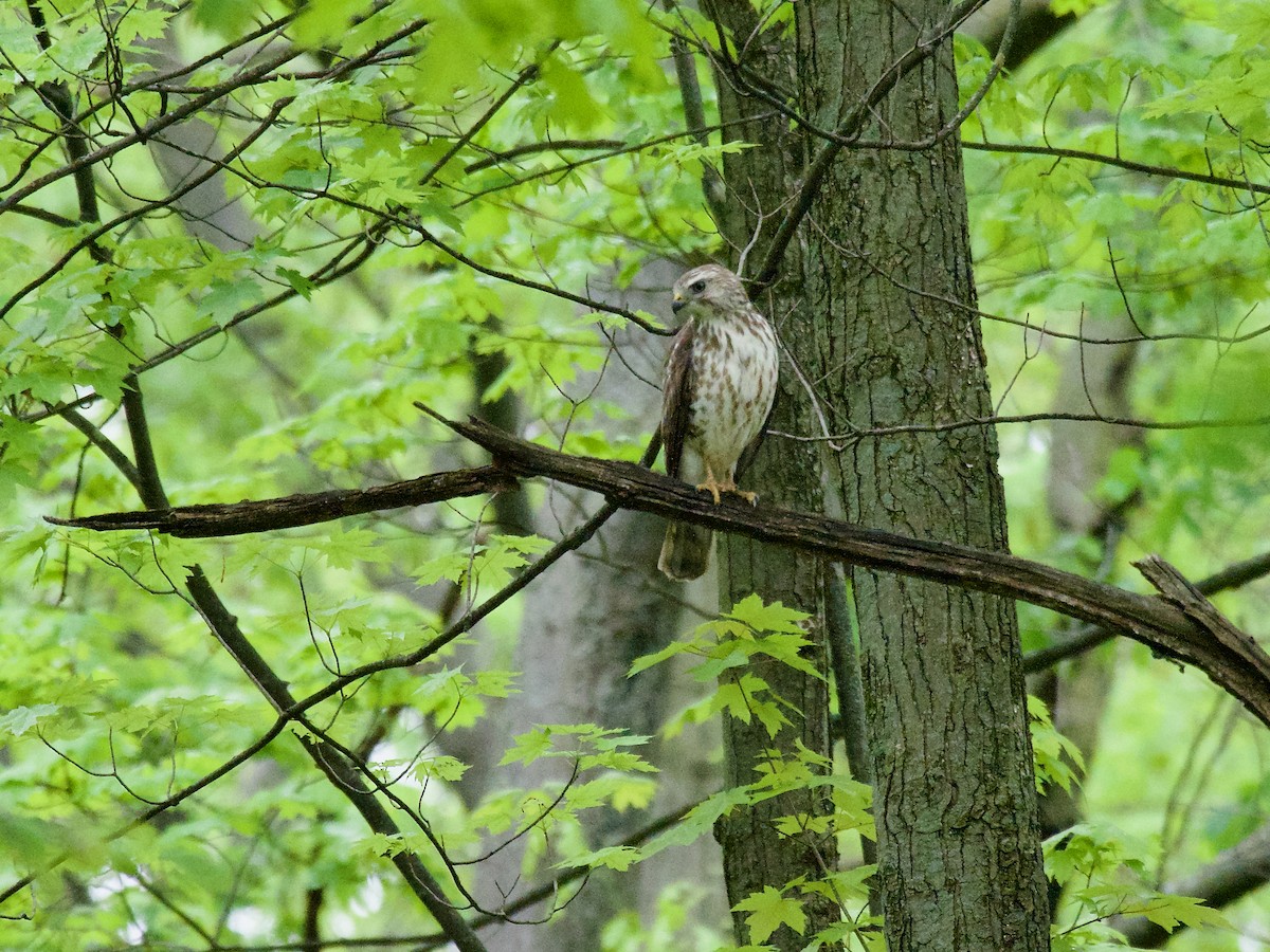 Канюк ширококрилий - ML647184343