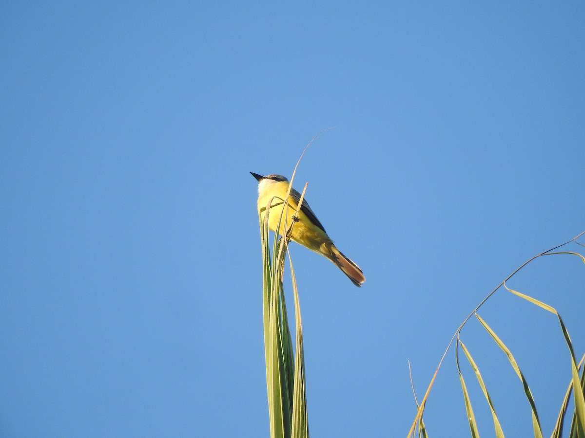 Tropical Kingbird - ML647184345