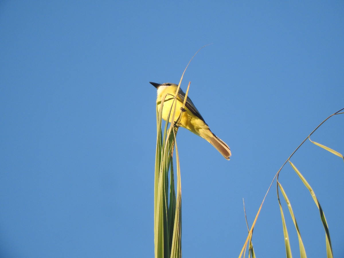 Tropical Kingbird - ML647184346