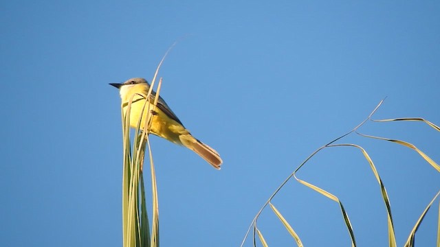 Tropical Kingbird - ML647184347