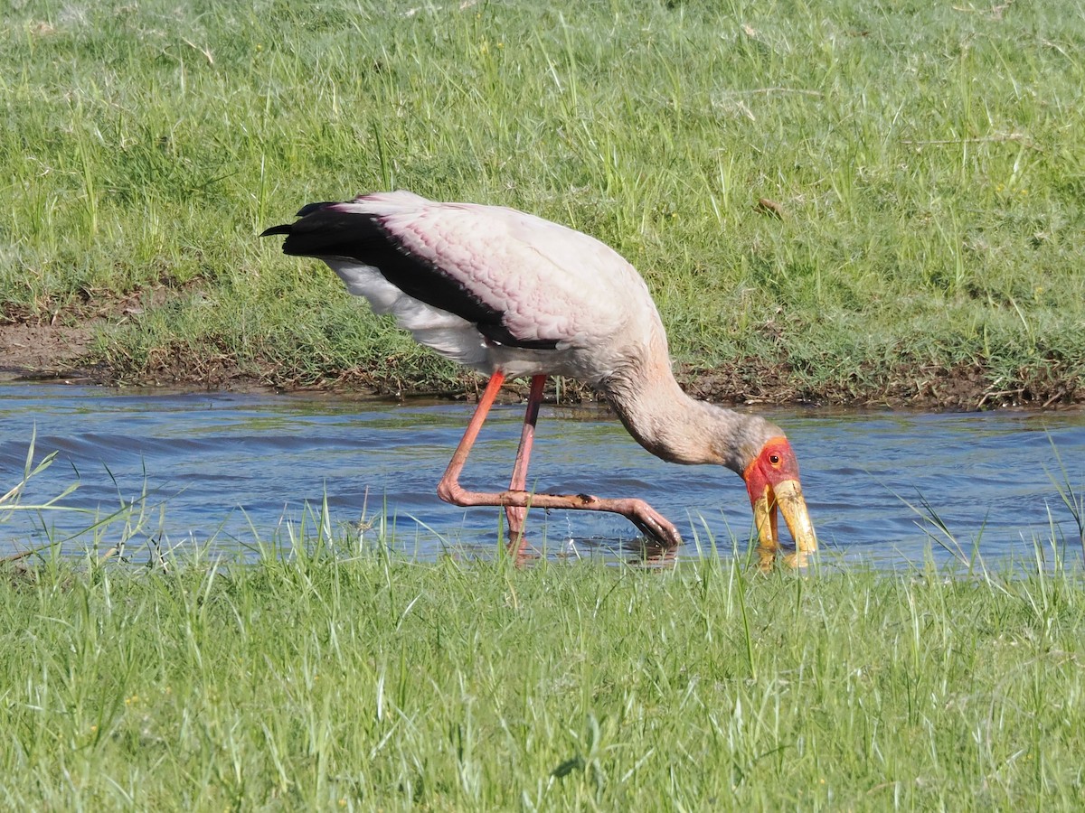 Yellow-billed Stork - ML647184348