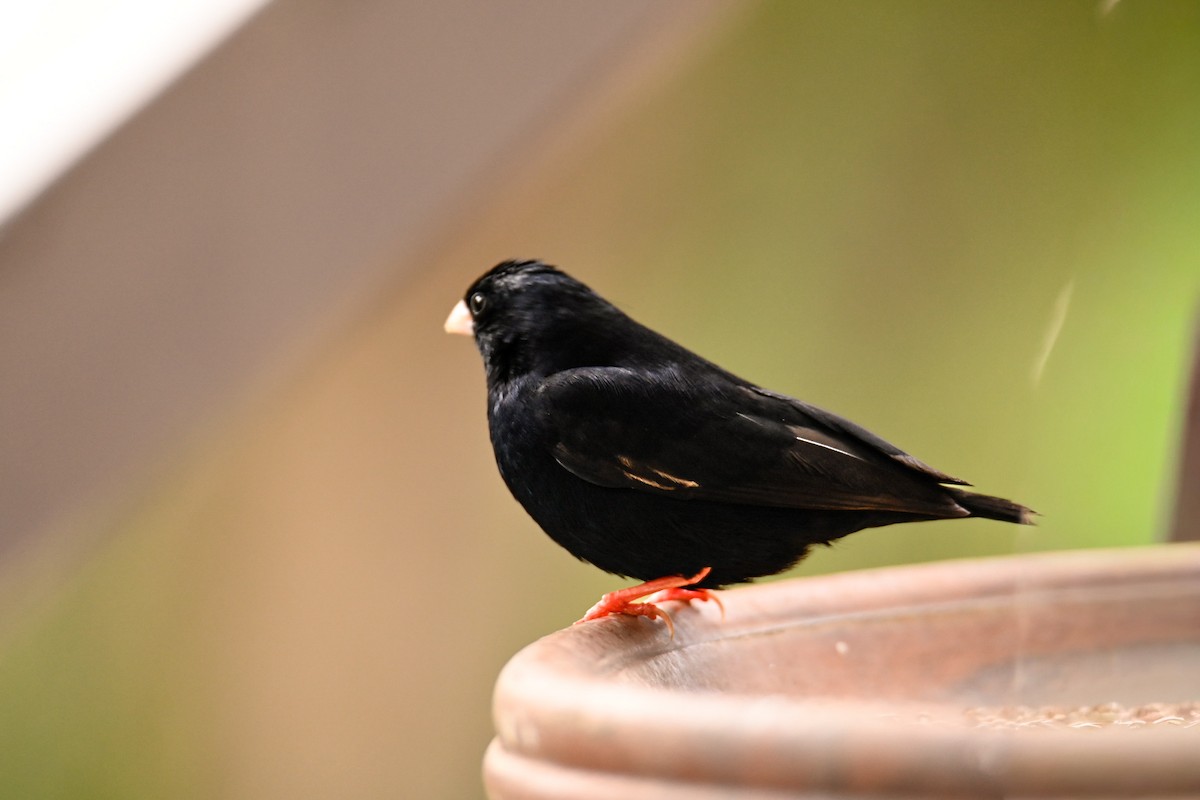 Village Indigobird - ML647184351