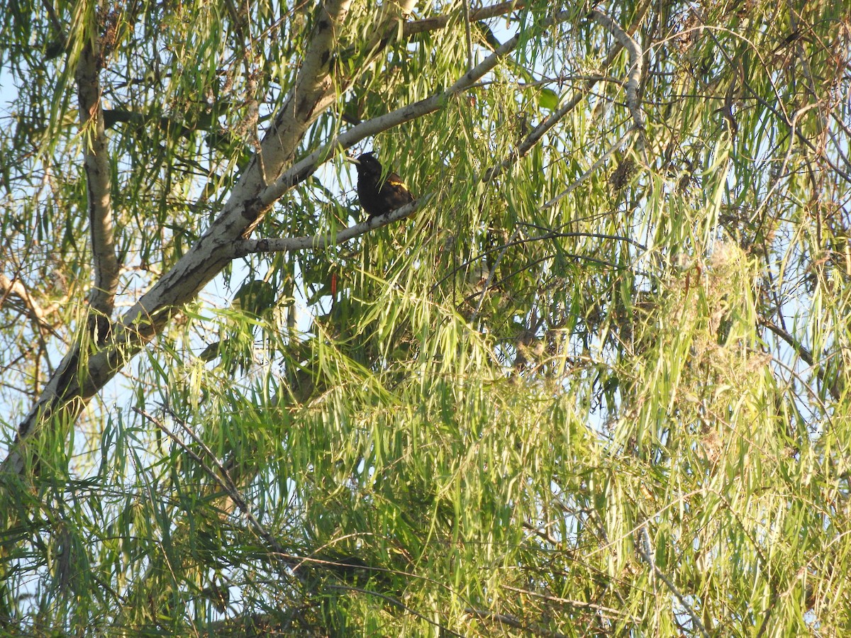 Yellow-winged Cacique - ML647184352
