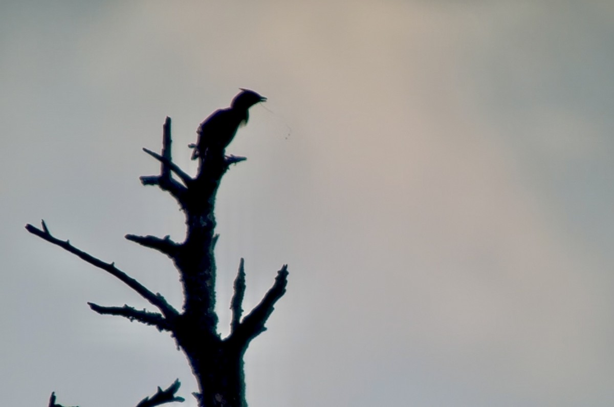 Beccofrusone - ML647184353