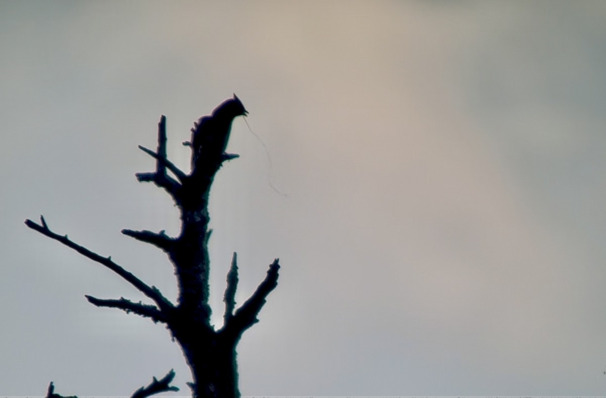 Beccofrusone - ML647184354