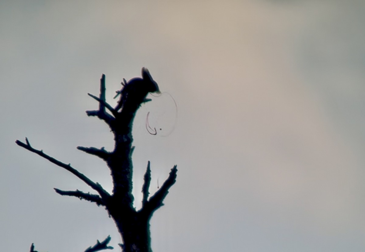 Beccofrusone - ML647184356