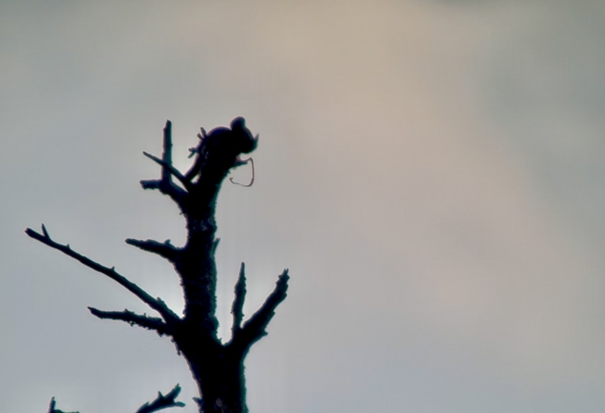 Beccofrusone - ML647184359