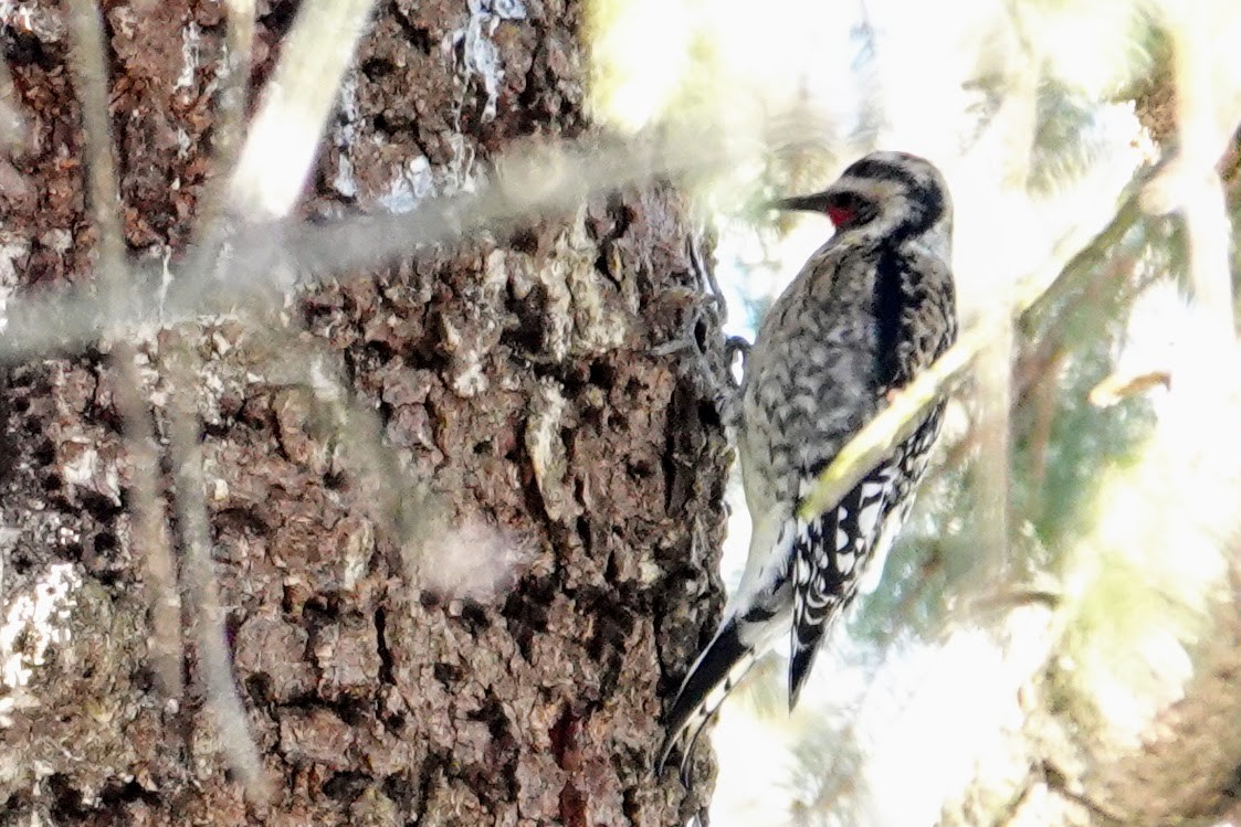 Yellow-bellied Sapsucker - ML647184367