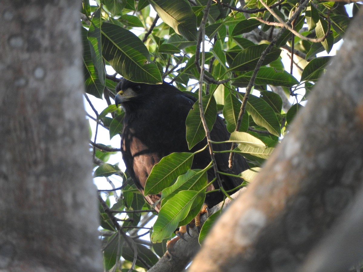 Common Black Hawk - ML647184386