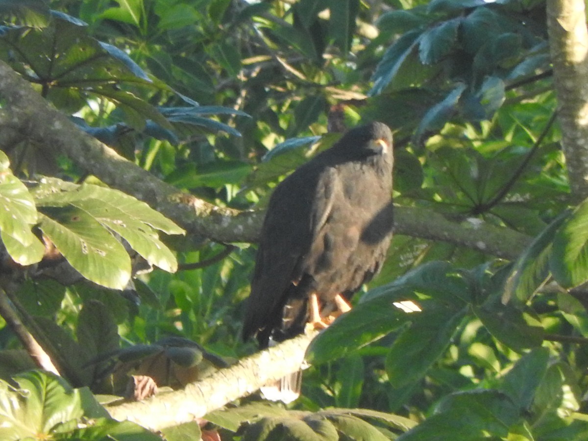Common Black Hawk - ML647184387