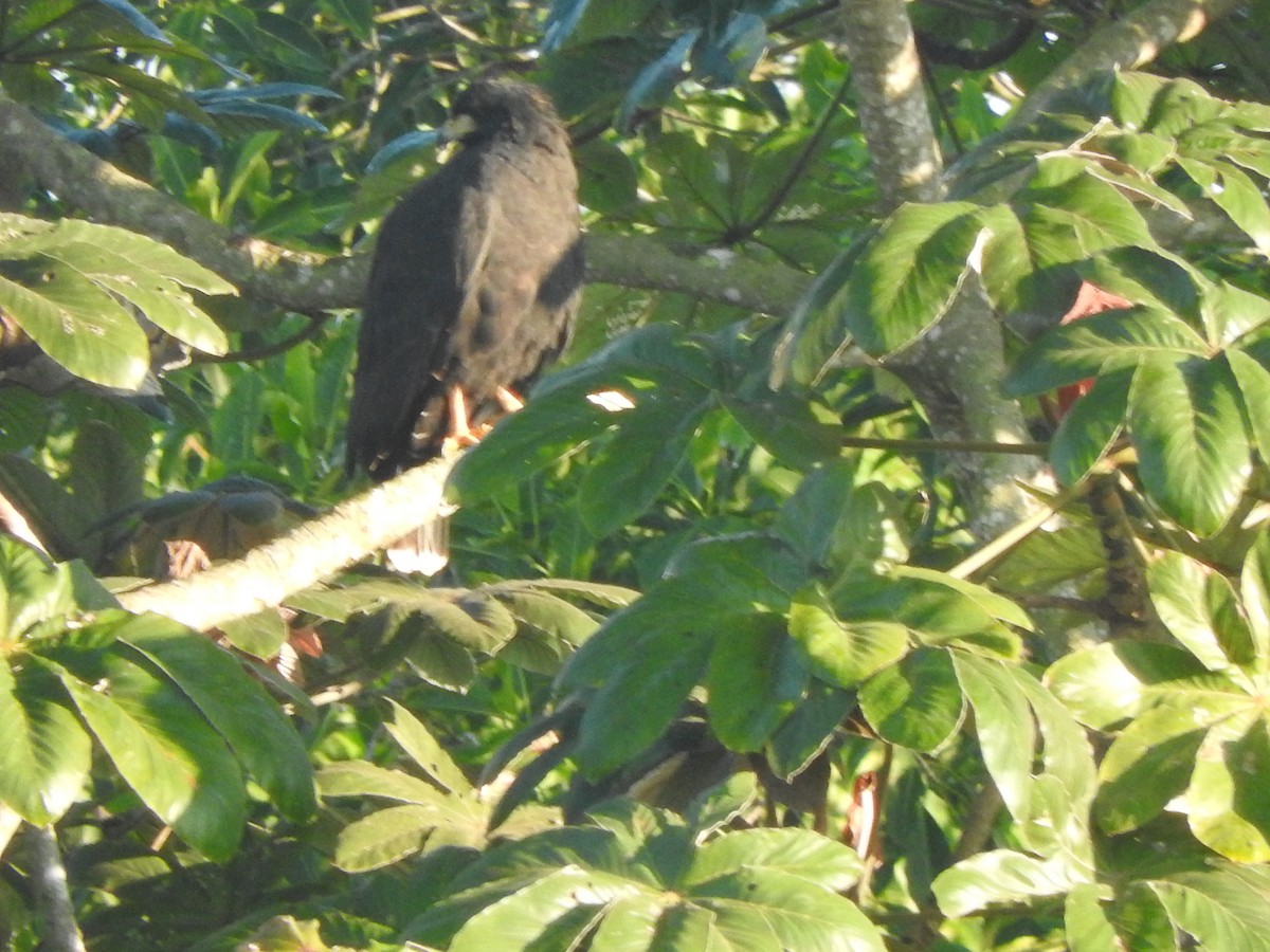 Common Black Hawk - ML647184388