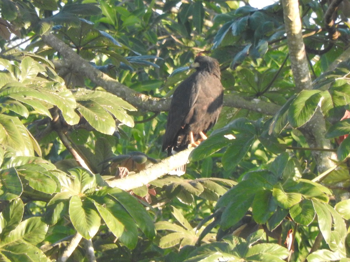 Common Black Hawk - ML647184389