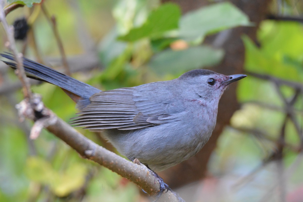 drozdec černohlavý - ML647184393