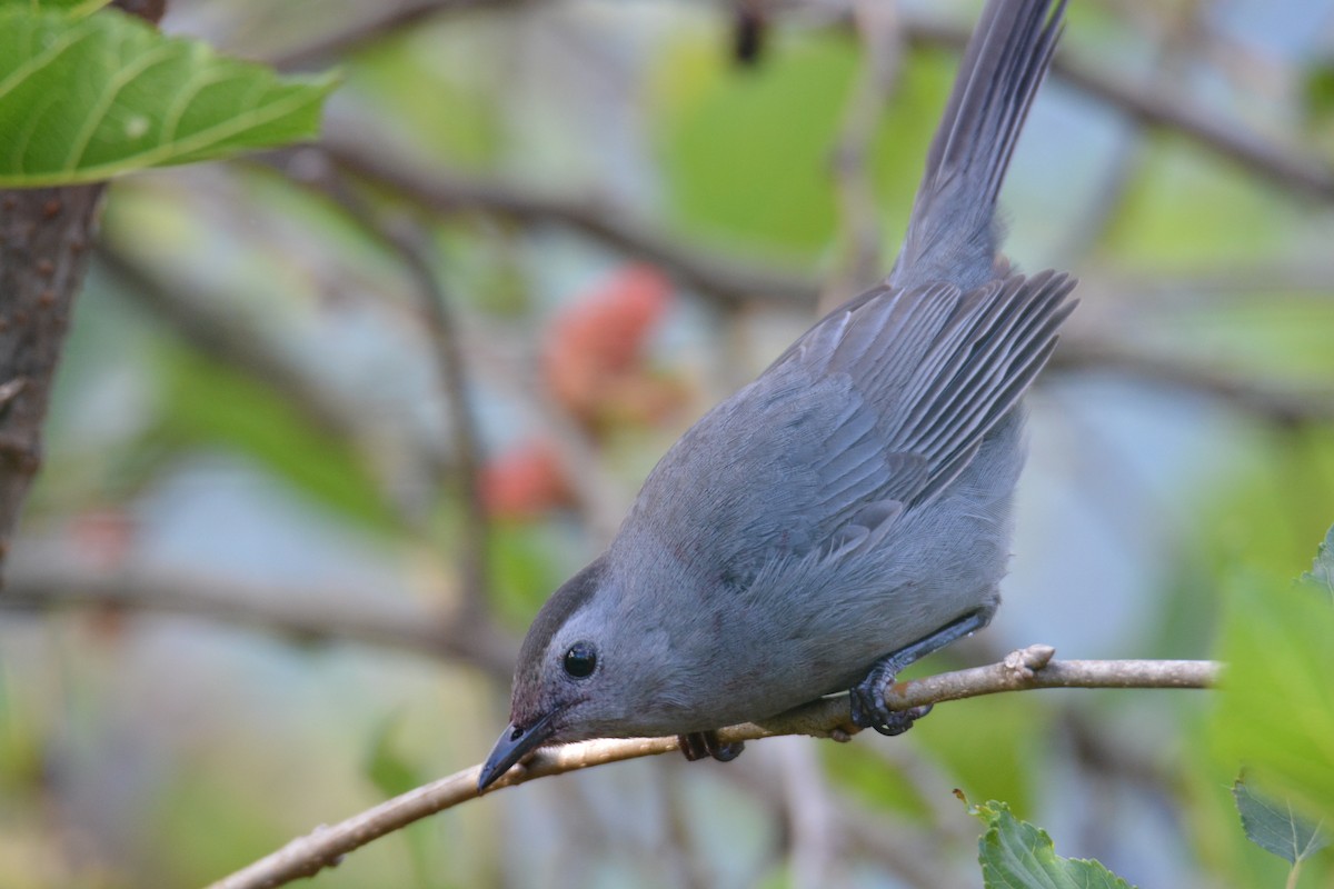 drozdec černohlavý - ML647184394