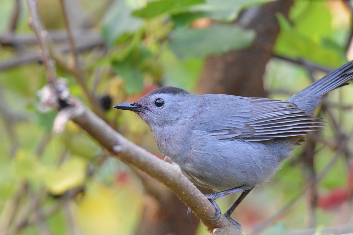 drozdec černohlavý - ML647184395