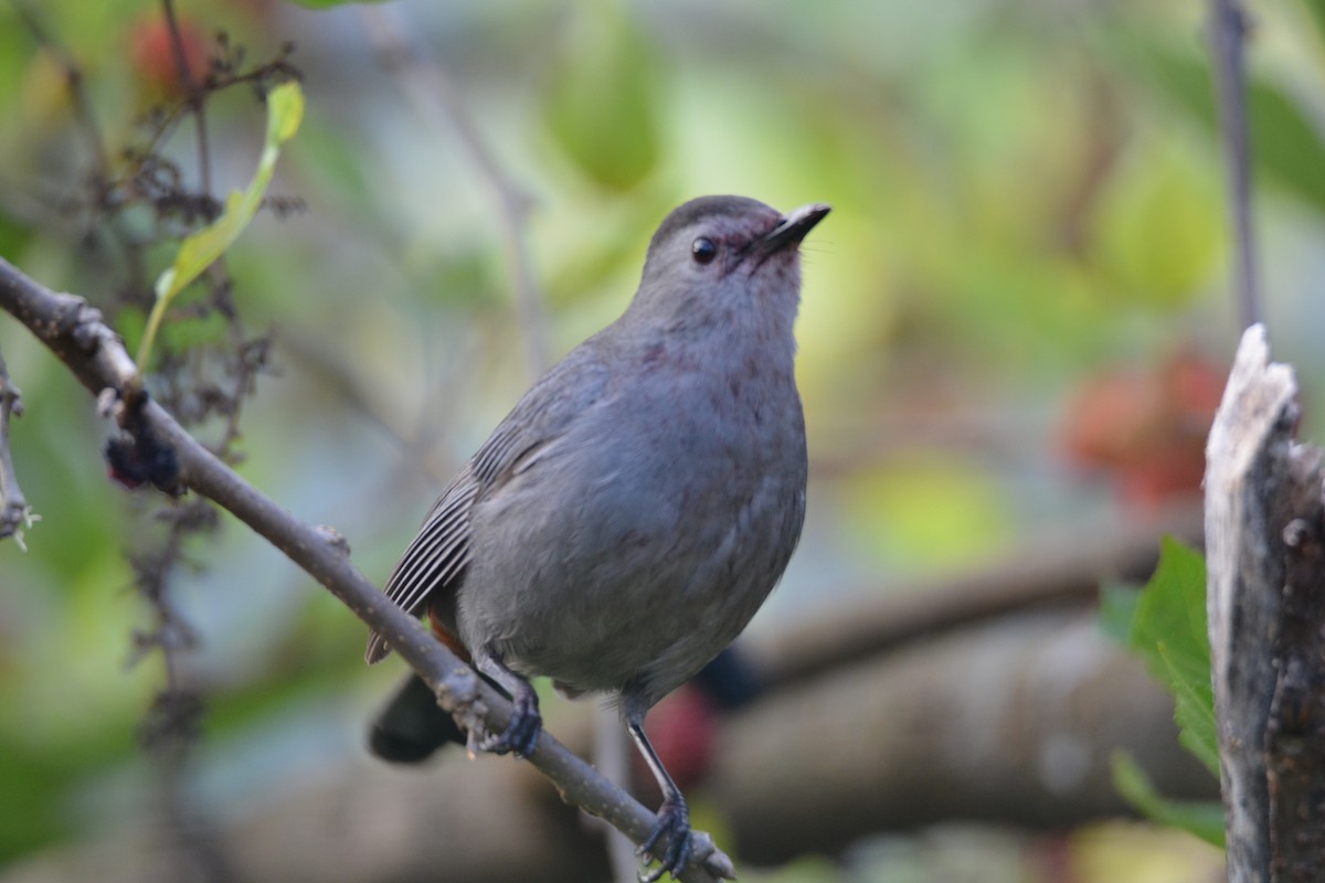 drozdec černohlavý - ML647184396