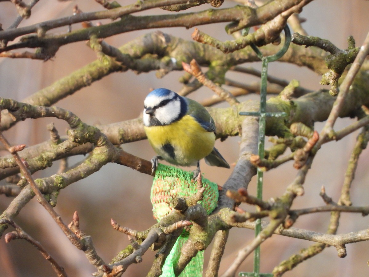 sýkora modřinka - ML647184397