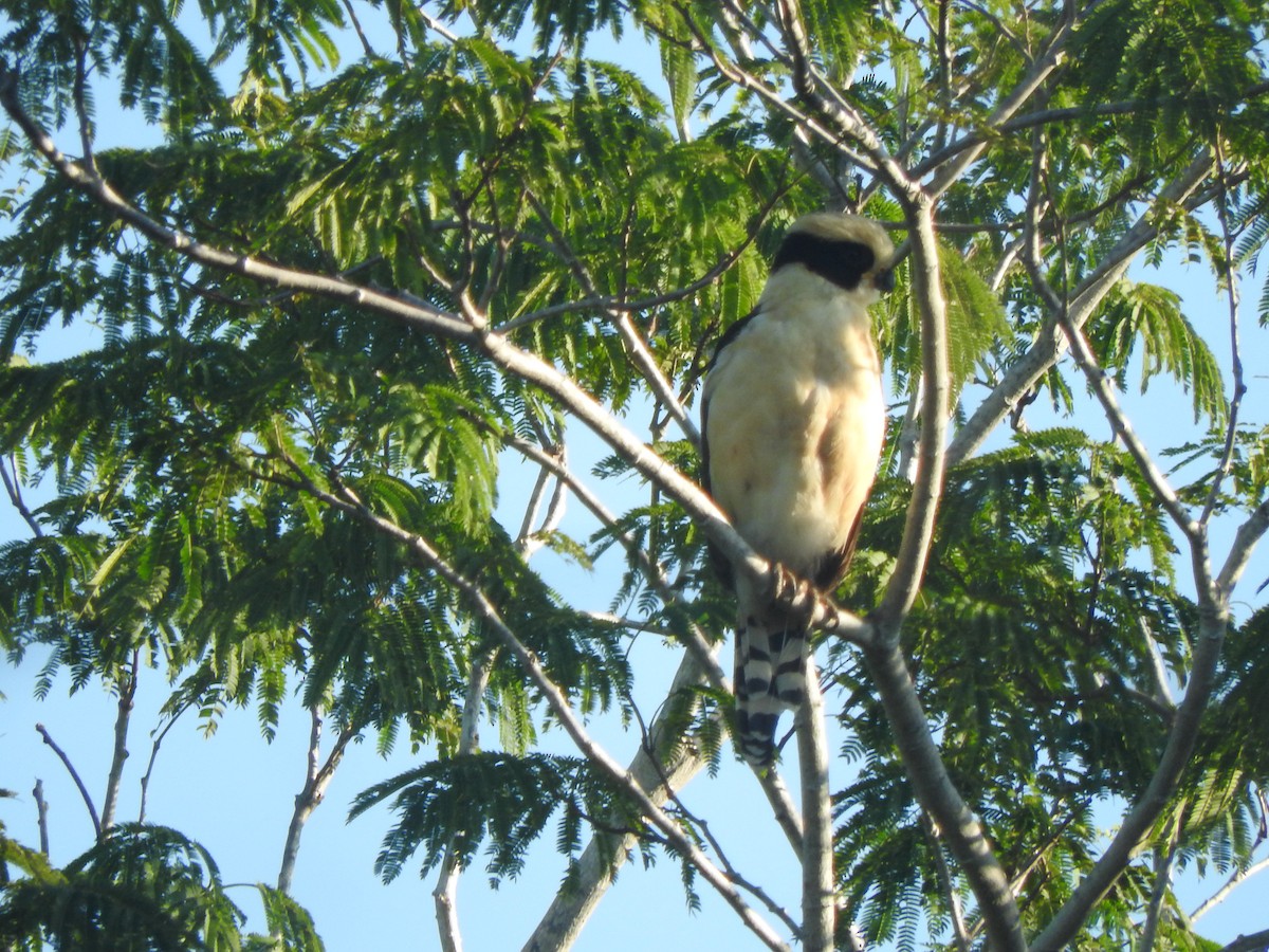 Laughing Falcon - ML647184398